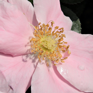 Narudžba ruža - pokrivači tla - ružičasta - Rosa  Satin Haze® - bez mirisna ruža - Christian Evers - Početak cvatnje započinje u prvoj polovici lipnja i u  jesen dok ne bude pun i obiluje cvatom., tolerantan na  sušu i hladnoću,pogodan za Krevet od ruža.